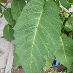 Brugmansia suaveolensFuelha