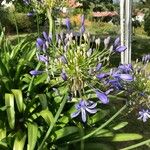 Agapanthus umbellatus花