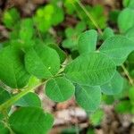 Lespedeza hirta Leaf