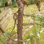 Juniperus brevifolia Bark