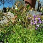 Saxifraga hypnoides Folha