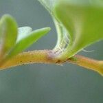 Thymus pulegioides 树皮