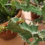 Euphorbia buruana 果