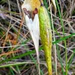 Vincetoxicum hirundinaria Fruit