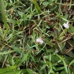 Murdannia nudiflora Fiore