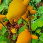 Solanum mammosum Fruit