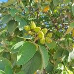 Cordia boissieri Plod