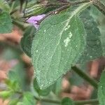 Clinopodium menthifolium Leaf