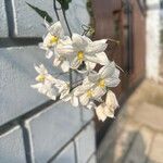 Solanum jasminoidesFlower