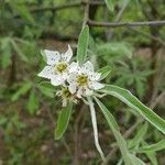 Pyrus salicifolia Kwiat