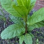 Phytolacca americanaFoglia