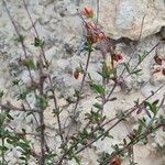 Helianthemum almeriense Leaf