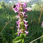 Stachys officinalisFlor