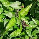 Dianthera secunda Leaf