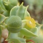 Euphorbia pithyusa Frucht