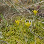 Gagea bohemica Fula