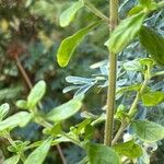 Lippia micromera Лист