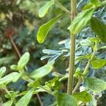 Lippia micromera Feuille