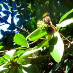 Esenbeckia grandiflora Plod