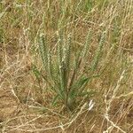 Plantago aristata Habit