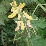 Corydalis cheilanthifolia Flor