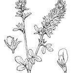 Ononis diffusa Other