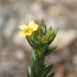 Linum strictum 花