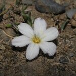 Olsynium acaule Hábito