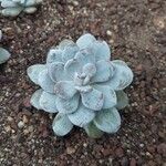 Echeveria laui Hoja