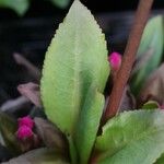 Primula rosea Leaf