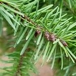 Pseudotsuga menziesii Levél