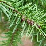 Pseudotsuga menziesii Leaf