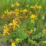 Hypericum perforatumFleur