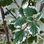 Plectranthus madagascariensis Folha