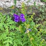 Scutellaria baicalensis 花