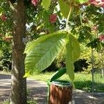 Aesculus × carnea Hoja