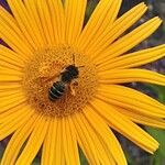 Buphthalmum salicifolium ফুল