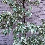 Ficus benjamina পাতা