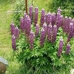 Lupinus × regalis Λουλούδι