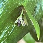 Ruscus hypoglossum Blüte