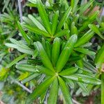 Podocarpus macrophyllus List