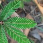 Mimosa pudica Frunză