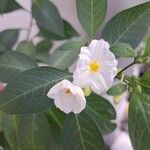 Solanum laciniatum Kukka