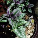 Strobilanthes auriculataFolio