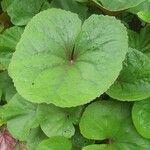 Ligularia dentata Leaf