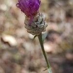 Centaurea alba 花