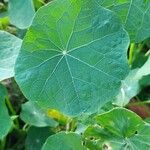 Tropaeolum majus 叶