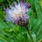 Cheirolophus arbutifolius Flor