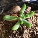 Sedum allantoides Folha