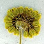 Eriogonum siskiyouense Flower